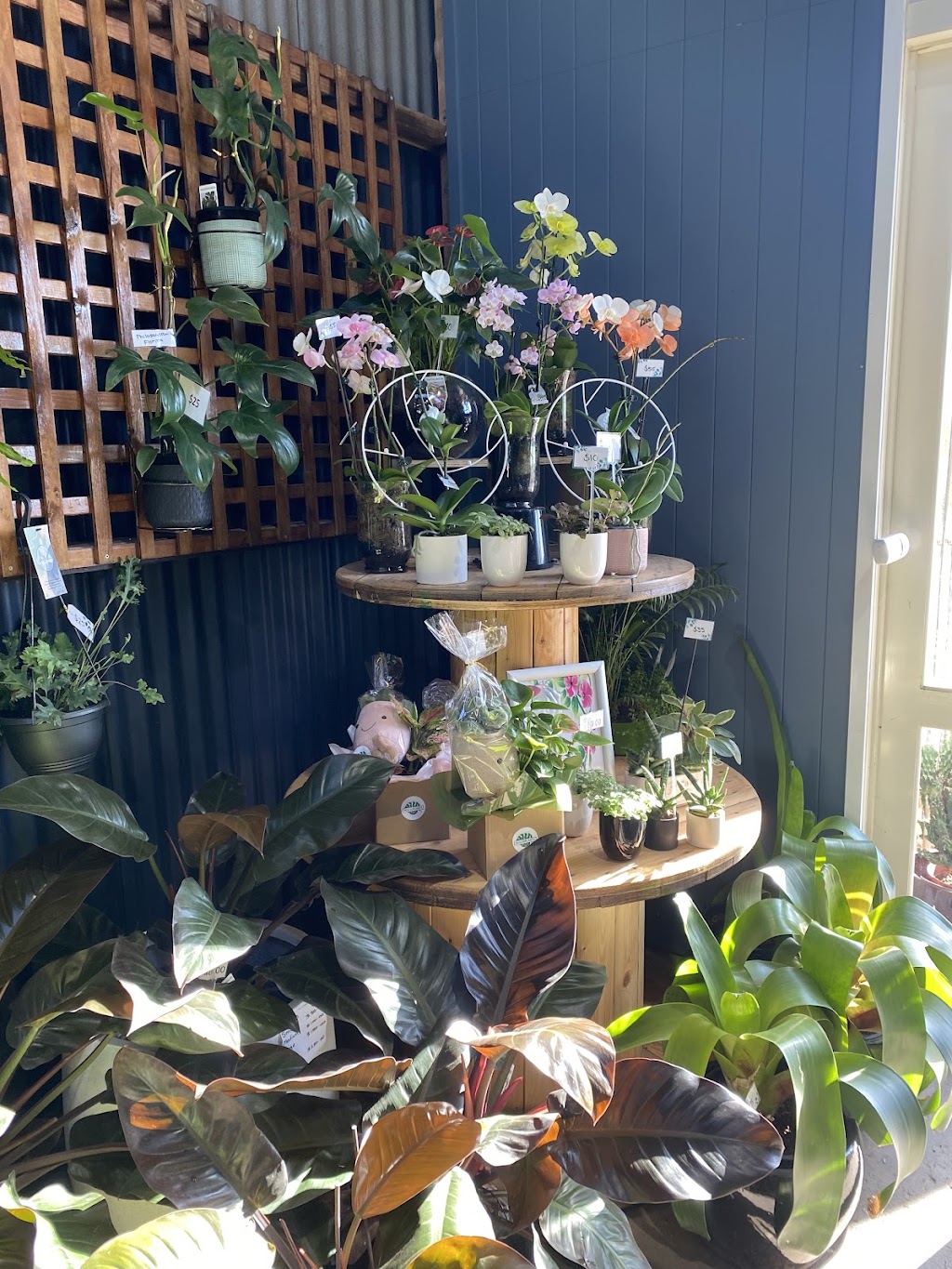 Houseplants Plus | 1 K Rd, Werribee South VIC 3030, Australia | Phone: (03) 8754 9973