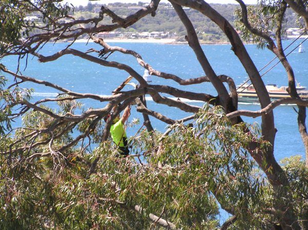 Banksia Arborcare | 4 Manning St, North Balgowlah NSW 2093, Australia | Phone: 0412 181 075