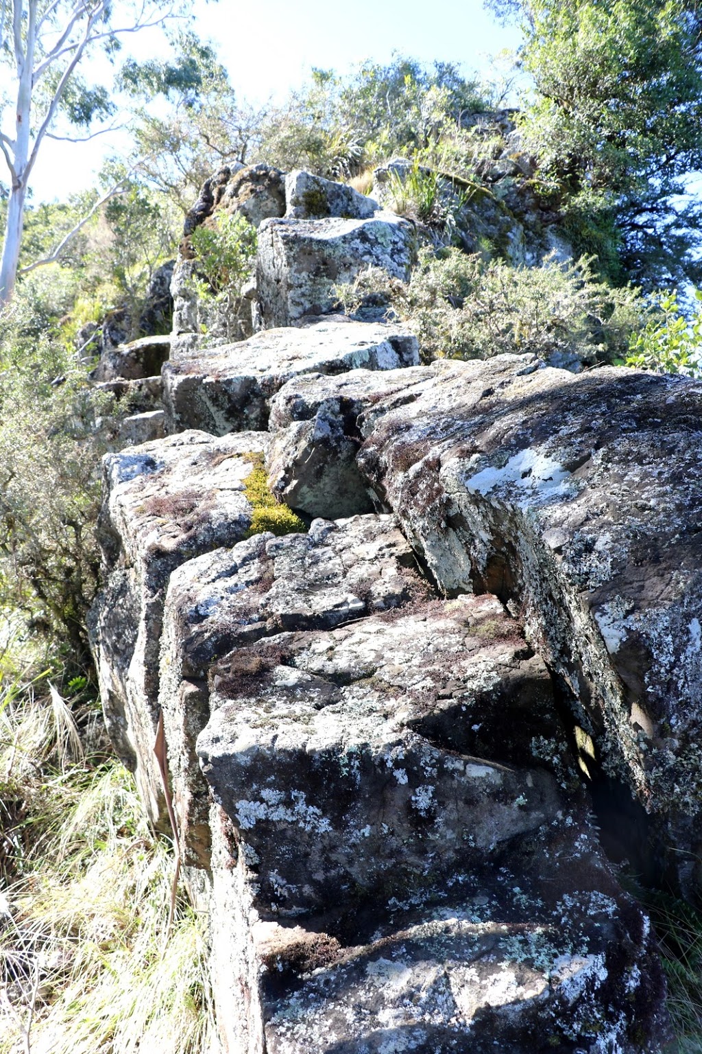 Mount Royal National Park | Mount Royal NSW 2330, Australia | Phone: (02) 6574 5555