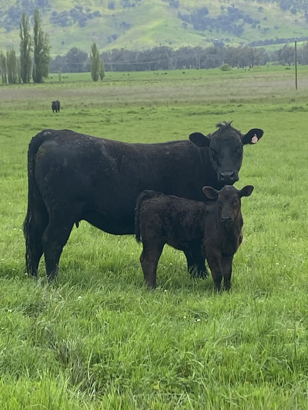 Green Valley Cattle | 1320, Tallangatta South VIC 3701, Australia | Phone: 0458 523 860