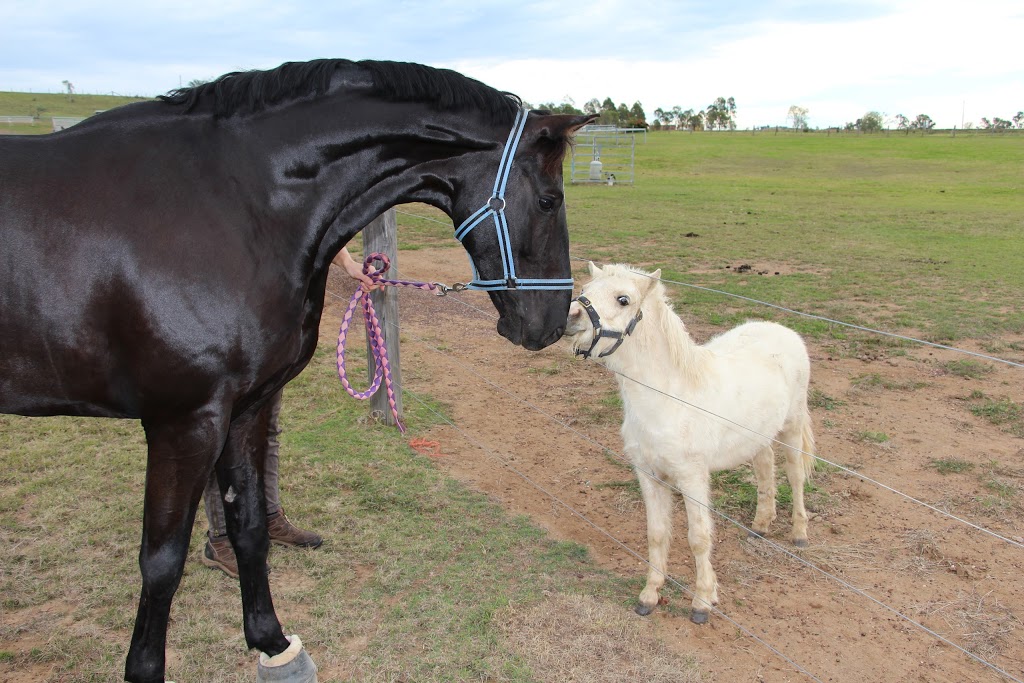 Exclusively Equine Veterinary Services | veterinary care | 41 Oshea Rd, Hatton Vale QLD 4341, Australia | 0754114554 OR +61 7 5411 4554