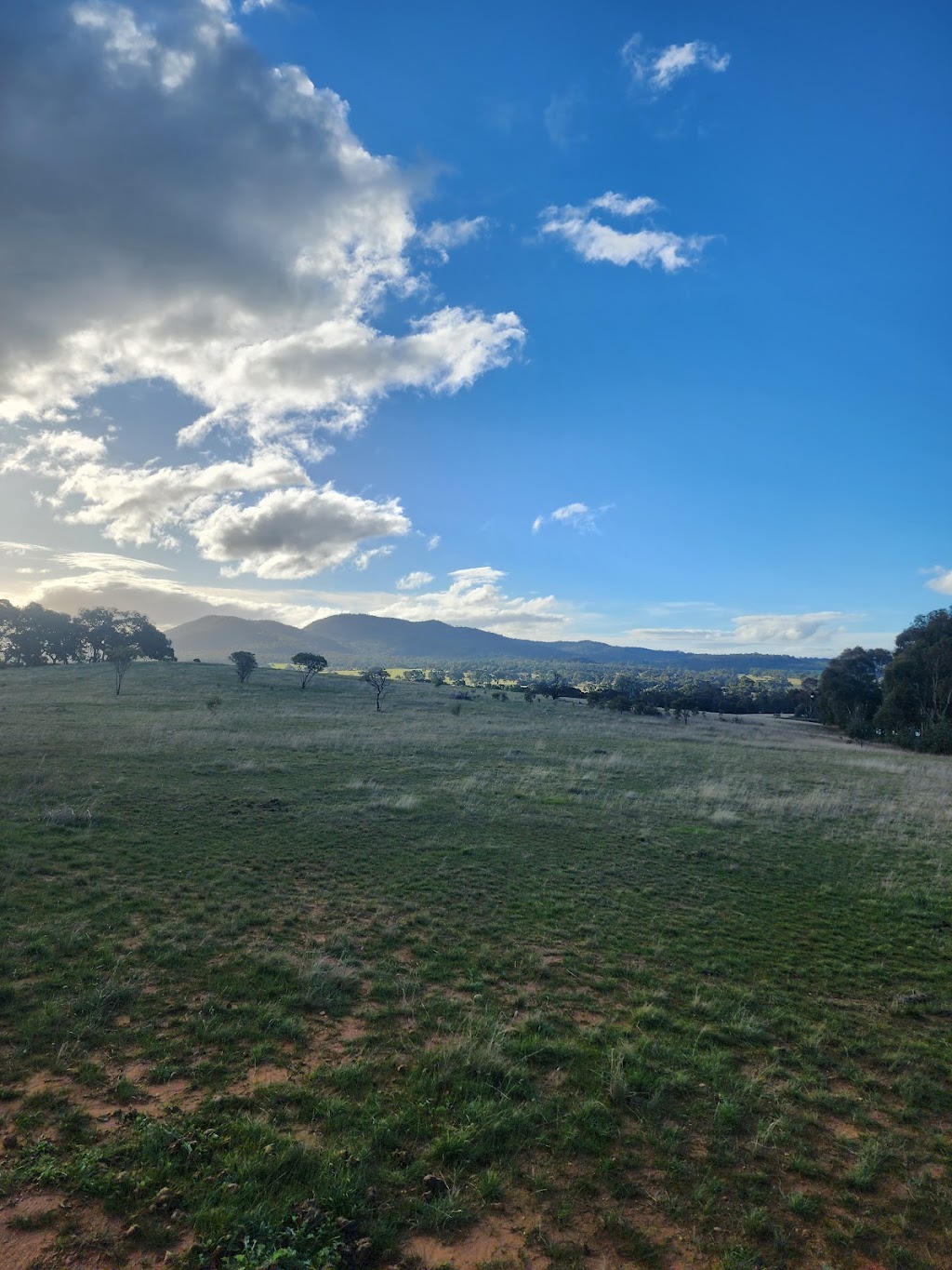 Clan of 6 Roses | Lot 2 Sugarloaf Rd, Rhymney VIC 3377, Australia | Phone: 0451 553 122