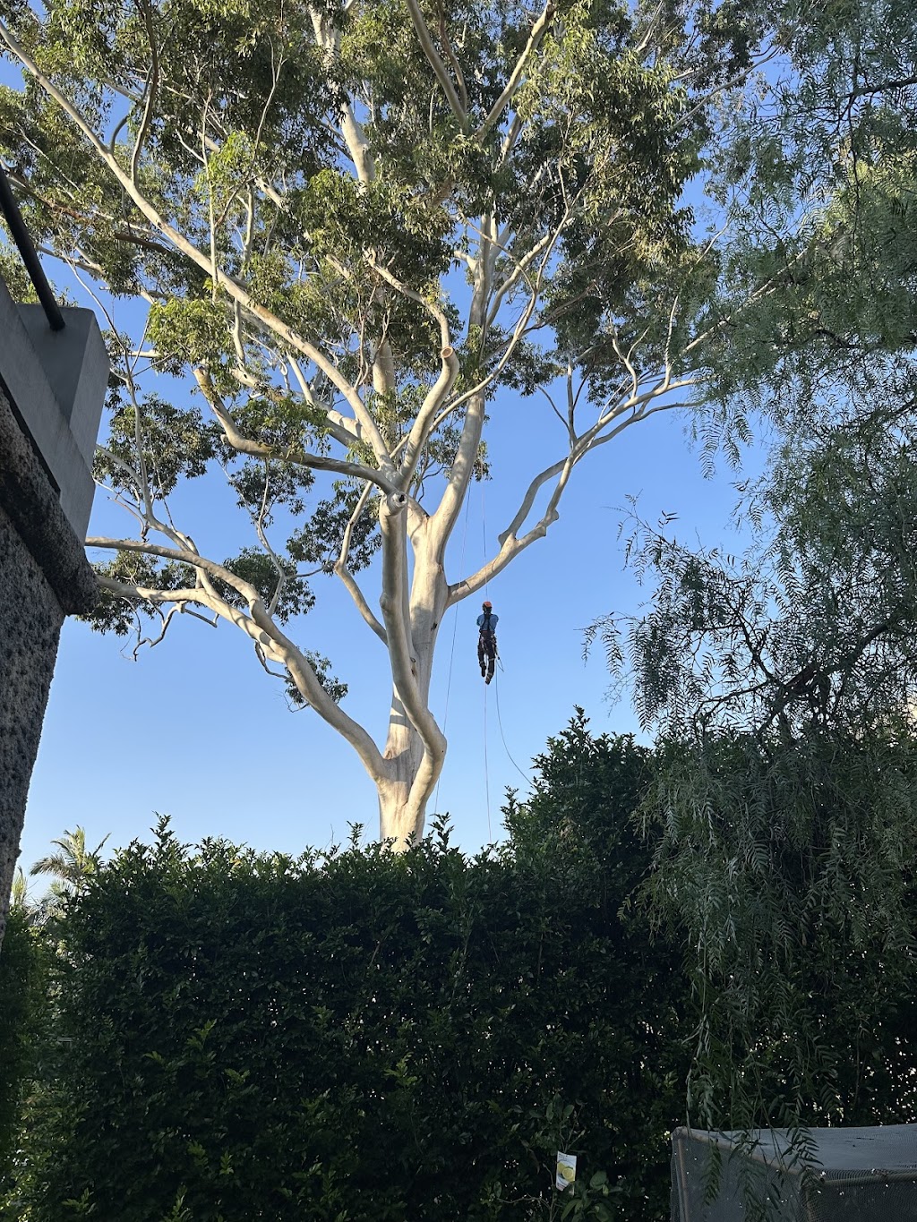 EcoArbor - Tree Care | 72 Surfview Rd, Mona Vale NSW 2103, Australia | Phone: 0412 282 738