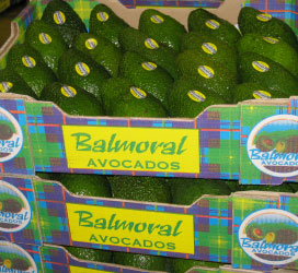 Balmoral Avocados Australia | 160 Evans Road East, Cabarlah QLD 4352, Australia | Phone: (07) 4696 6388