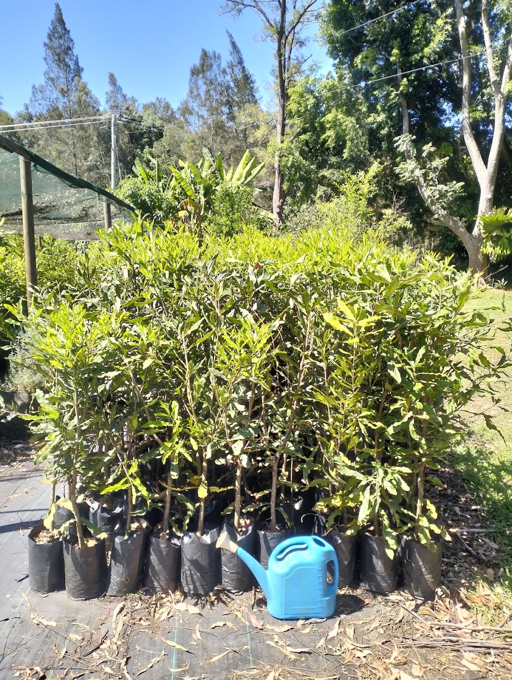 Scotts Head Nursery | 482 Scotts Head Rd, Way Way NSW 2447, Australia | Phone: 0478 807 849