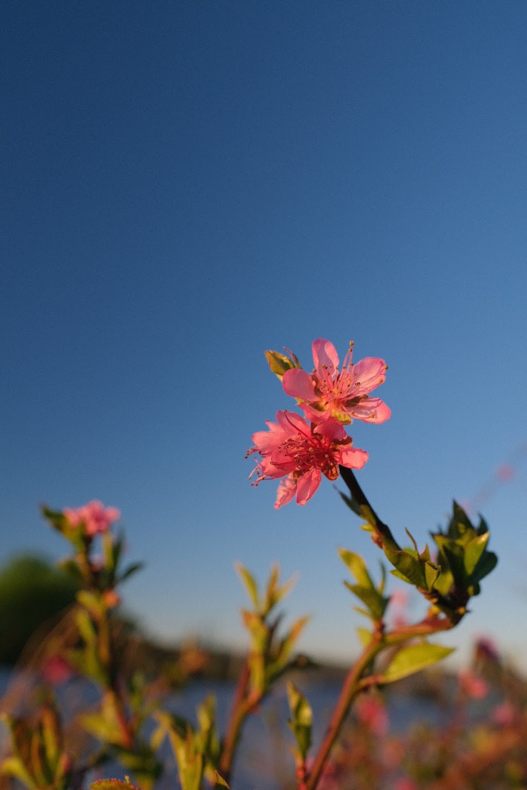 Integrative Psychotherapy & Relationship Counselling | 13a Yeats St, Castlemaine VIC 3450, Australia | Phone: 0438 706 154