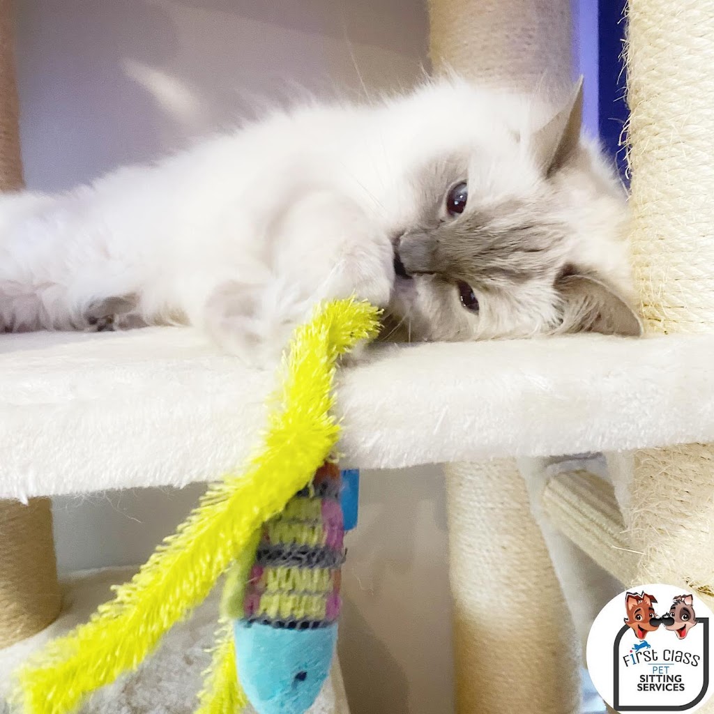 First Class Pet Services | Bushman Dr, Flagstone QLD 4280, Australia | Phone: 1800 738 748