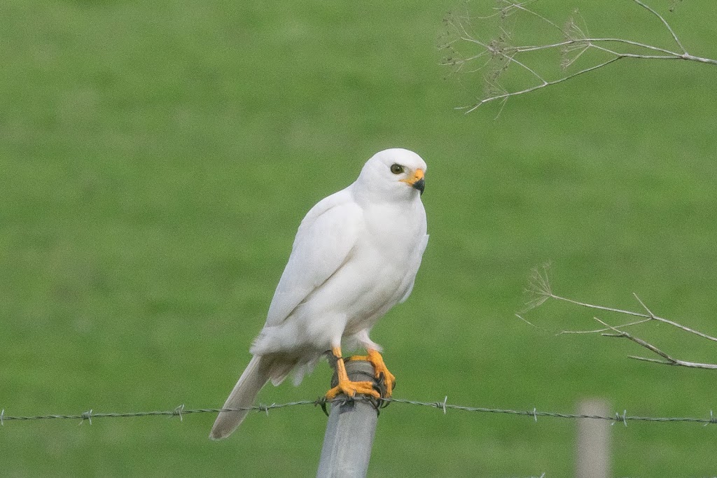 Colac Birder | 85 Sinclair St, Colac VIC 3250, Australia | Phone: 0410 556 592