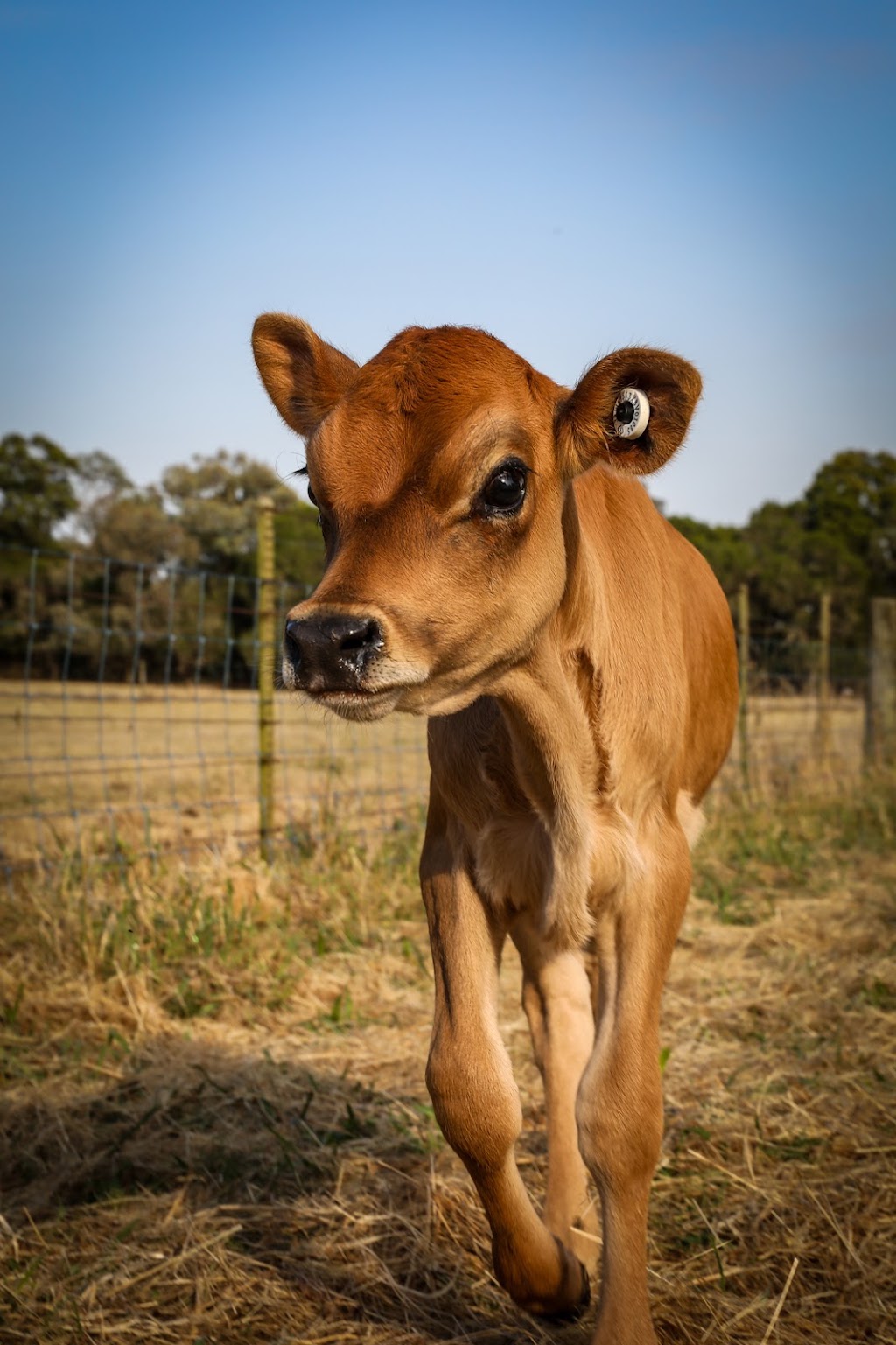 Little Farm Plays | 170 Thewlis Rd, Pakenham VIC 3810, Australia | Phone: 0409 197 969