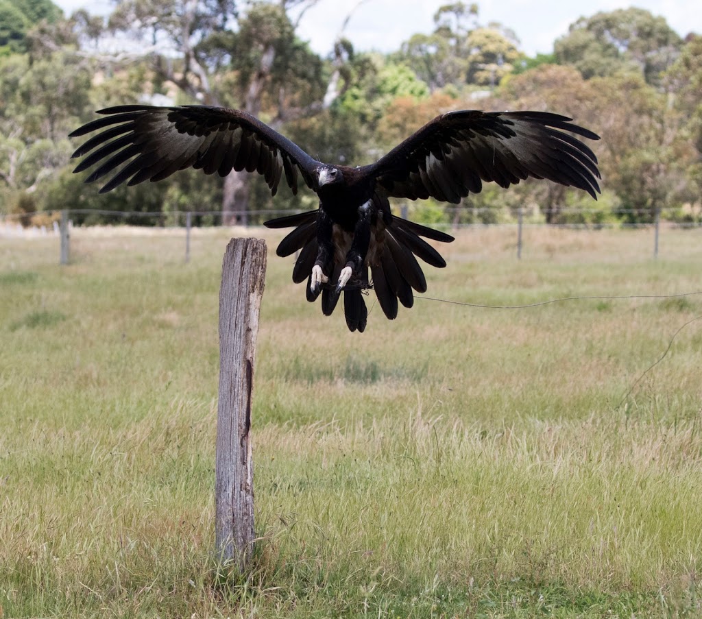 Full Flight Birds of Prey Centre | 195 Kennedys Rd, Miners Rest VIC 3352, Australia | Phone: 0429 959 991