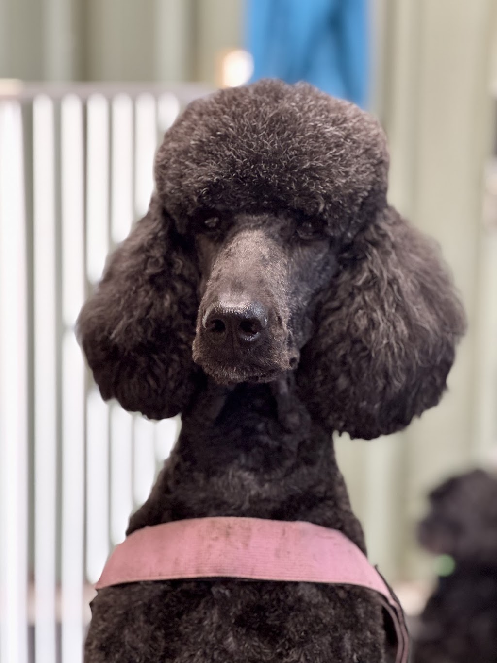 Debs Dog Parlour | 36 McArthur Dr, Falls Creek NSW 2540, Australia | Phone: 0414 683 751