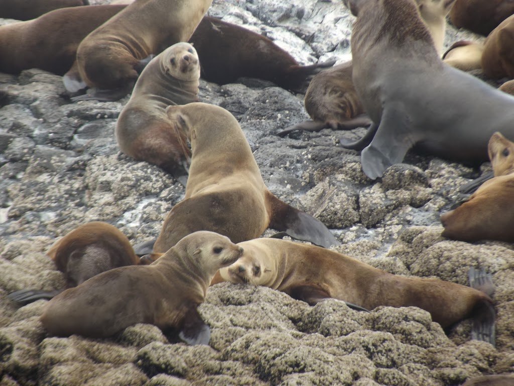 Stanley Seal Cruises | travel agency | 6 Wharf Rd, Stanley TAS 7331, Australia | 0364581294 OR +61 3 6458 1294