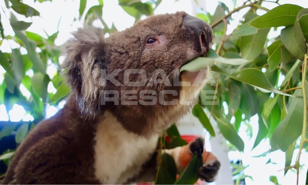 KOALA RESCUE | Osterley Ave, Bridgewater SA 5155, Australia | Phone: 0474 737 283