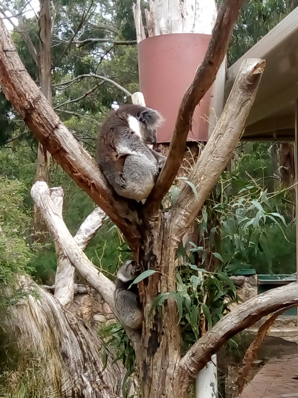 Cleland Wildlife Park | zoo | 365 Mount Lofty Summit Rd, Crafers SA 5152, Australia | 0883392444 OR +61 8 8339 2444