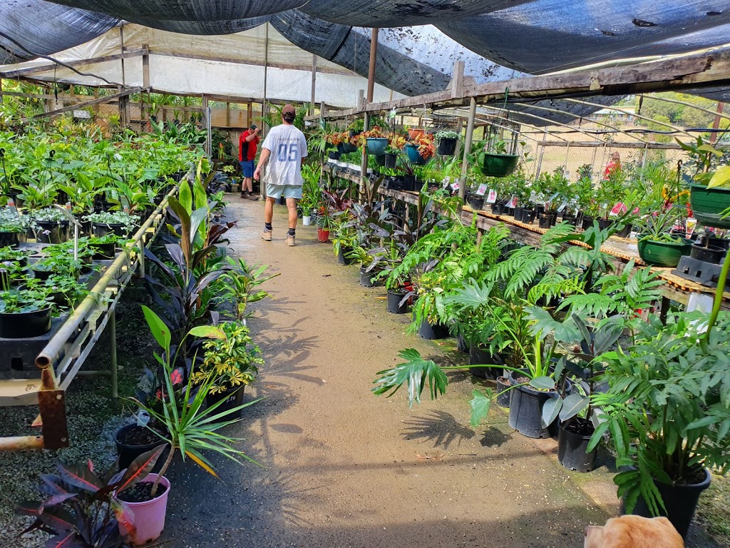 Green With Envy Nursery | 81 Lundberg Dr, Murwillumbah NSW 2484, Australia | Phone: 0434 355 652