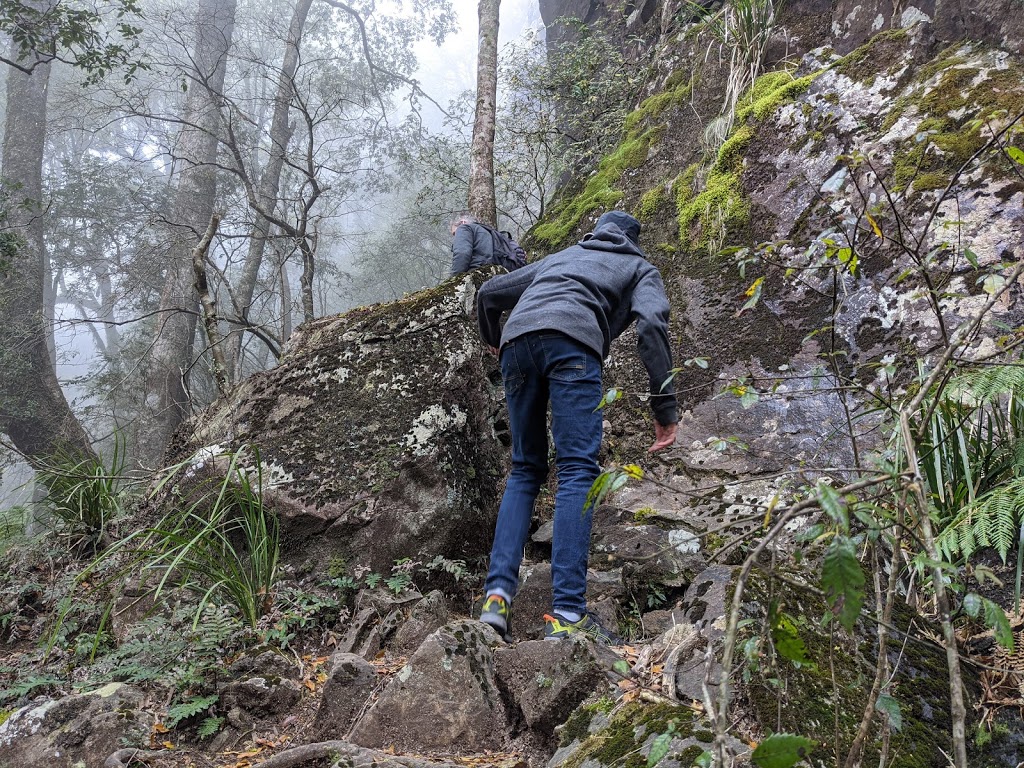 Lyrebird Walking track | park | Brinerville NSW 2454, Australia