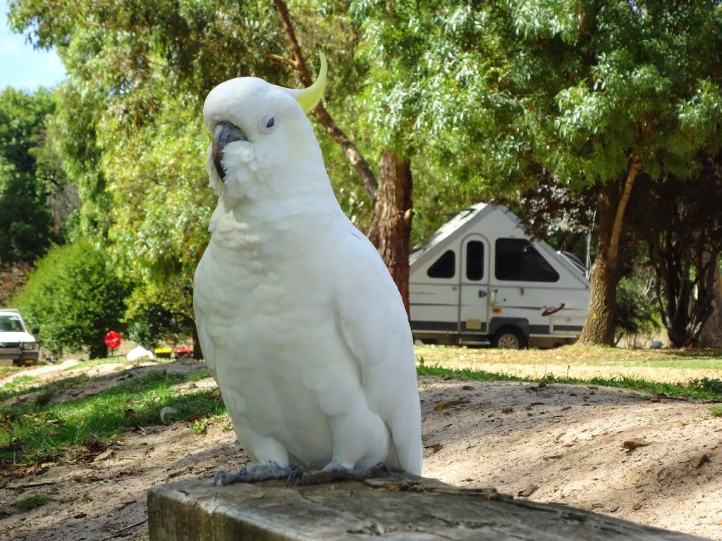 Halls Gap Lakeside Tourist Park | rv park | 23-27 Tymna Dr, Halls Gap VIC 3381, Australia | 0353564281 OR +61 3 5356 4281