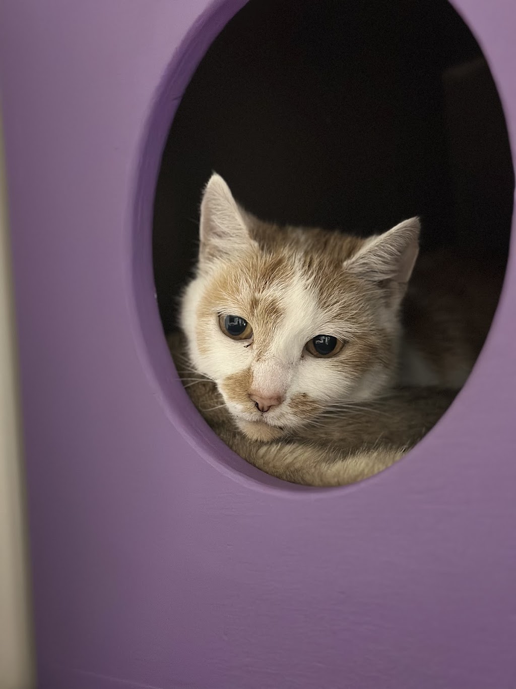 Crazy Cats Cattery | 555 Schoolhouse Ln, Tallarook VIC 3659, Australia | Phone: 0481 005 509
