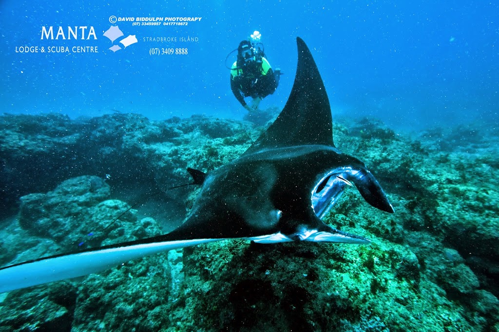 Manta Lodge & Scuba Centre | store | 132 Dickson Way, Point Lookout QLD 4183, Australia | 0734098888 OR +61 7 3409 8888