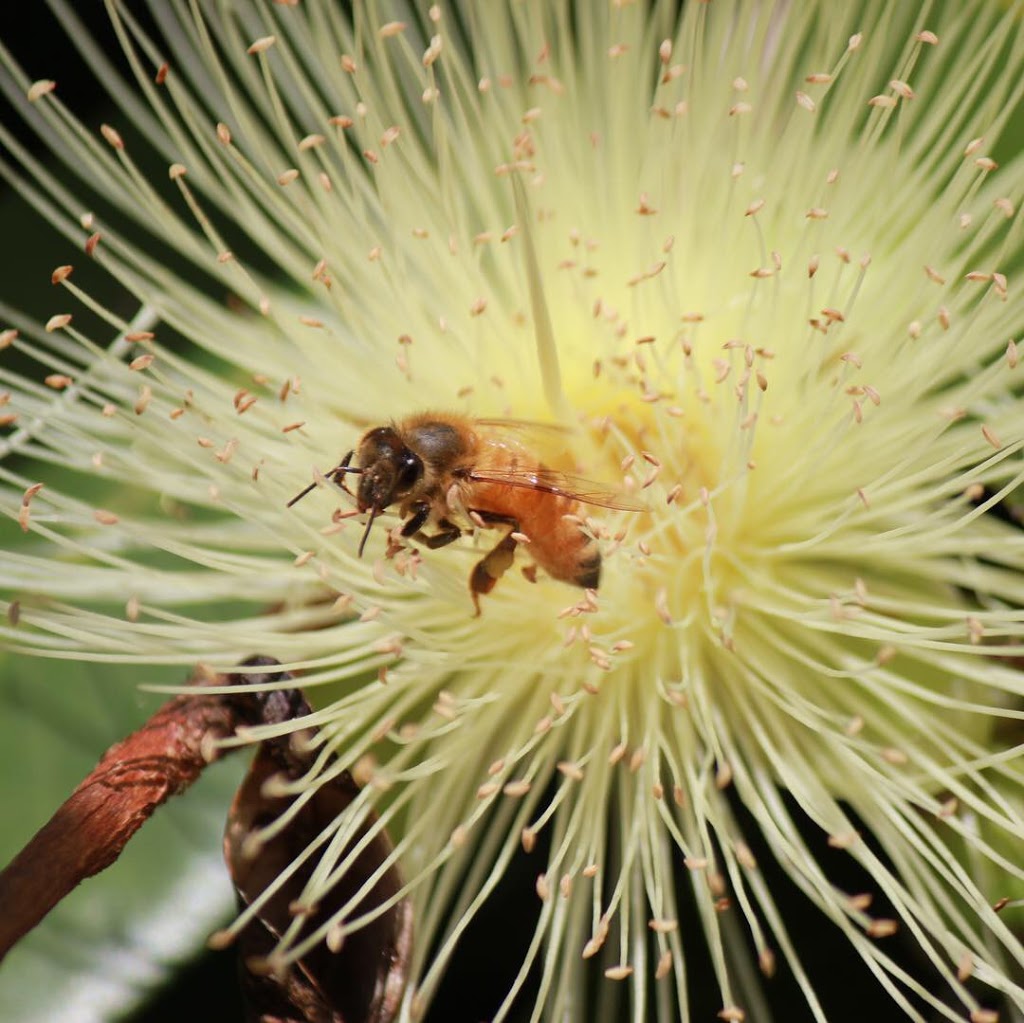 Bay 2 Bush Honey - Honey Producers | 8 Sunrise St, Mount Cotton QLD 4165, Australia | Phone: 0434 518 407