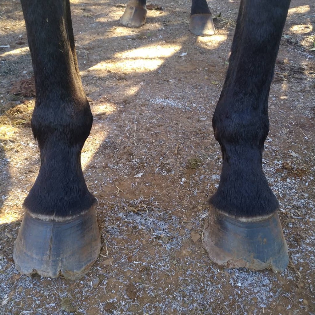 Turners Farrier Services PTY LTD | 1 Grant Ave, Boonah QLD 4310, Australia | Phone: 0427 005 857