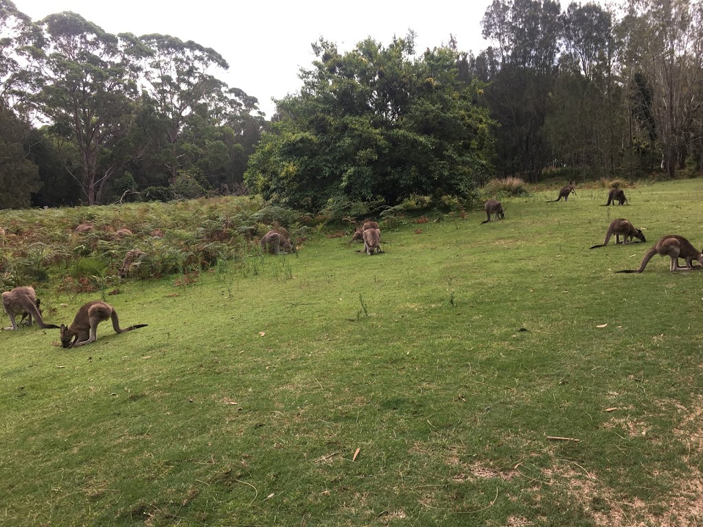 Murramarang Beachfront Nature Resort | Old Coast Road, South Durras NSW 2536, Australia | Phone: 1300 767 255