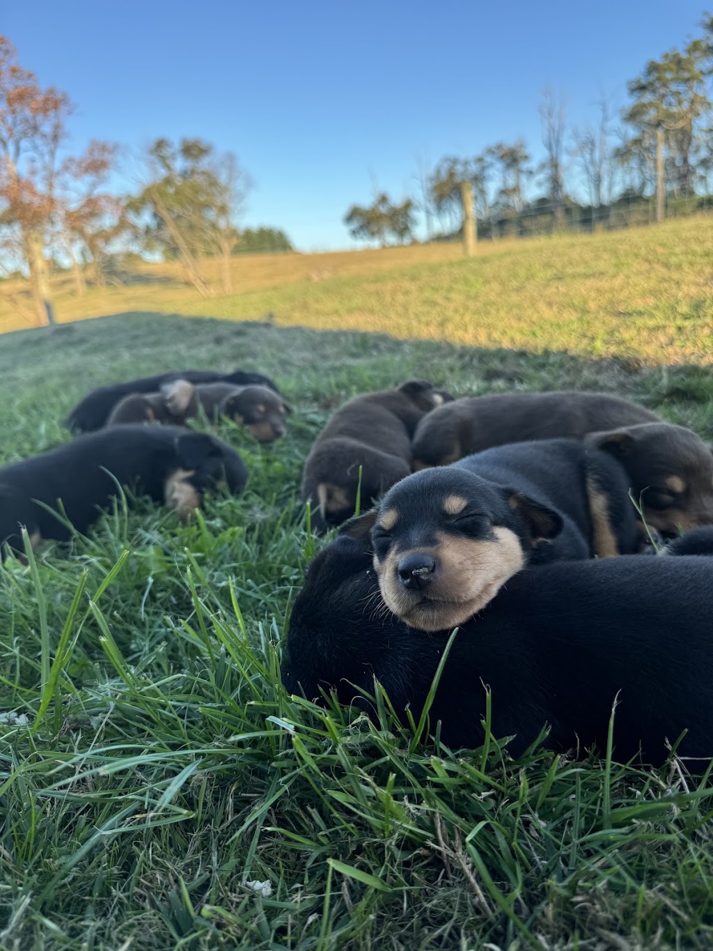 Tarwin.Valley.Kelpies | 500 Meeniyan-Mirboo N Rd, Dumbalk VIC 3956, Australia | Phone: 0439 398 277