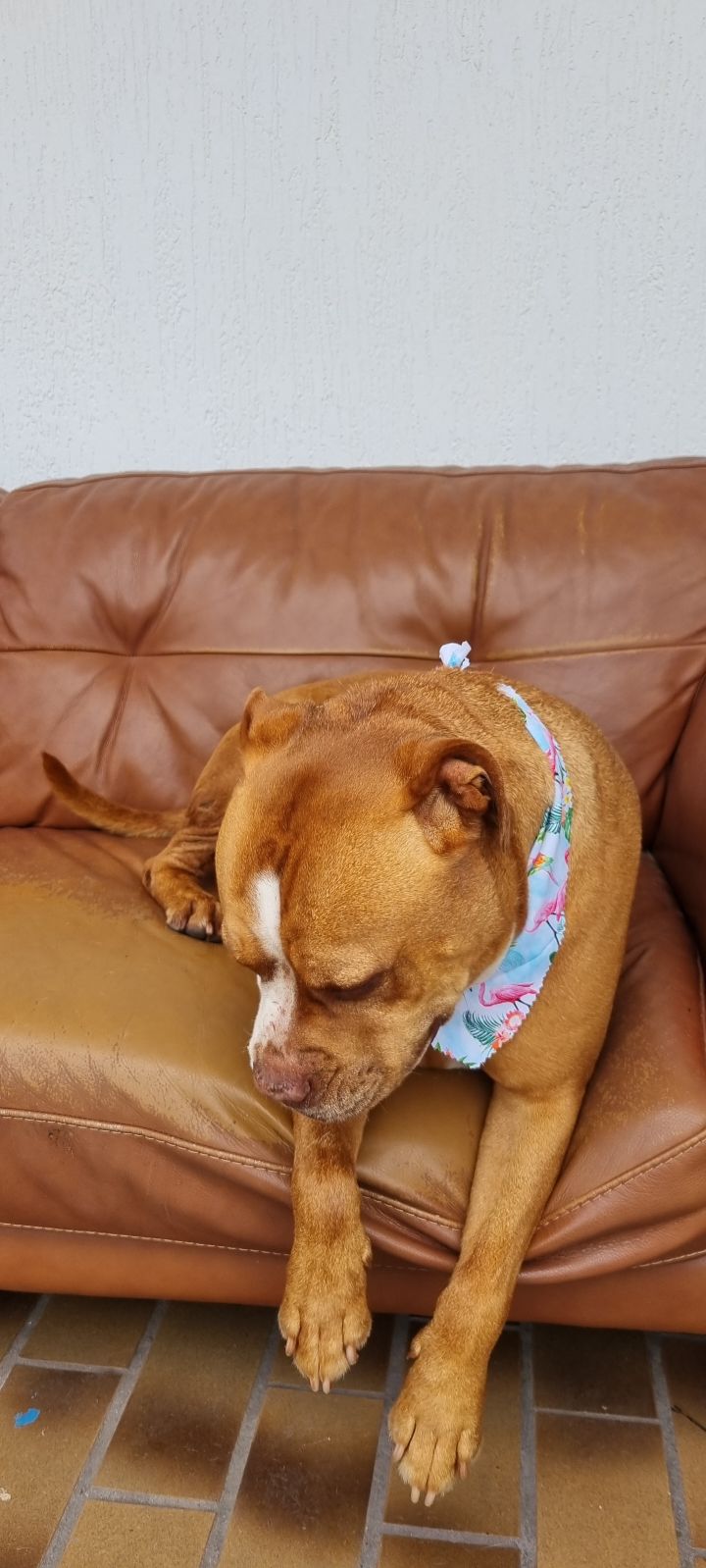 Sues Pet Transport | 8 Connaghan Ave, East Corrimal NSW 2518, Australia | Phone: 0456 813 583