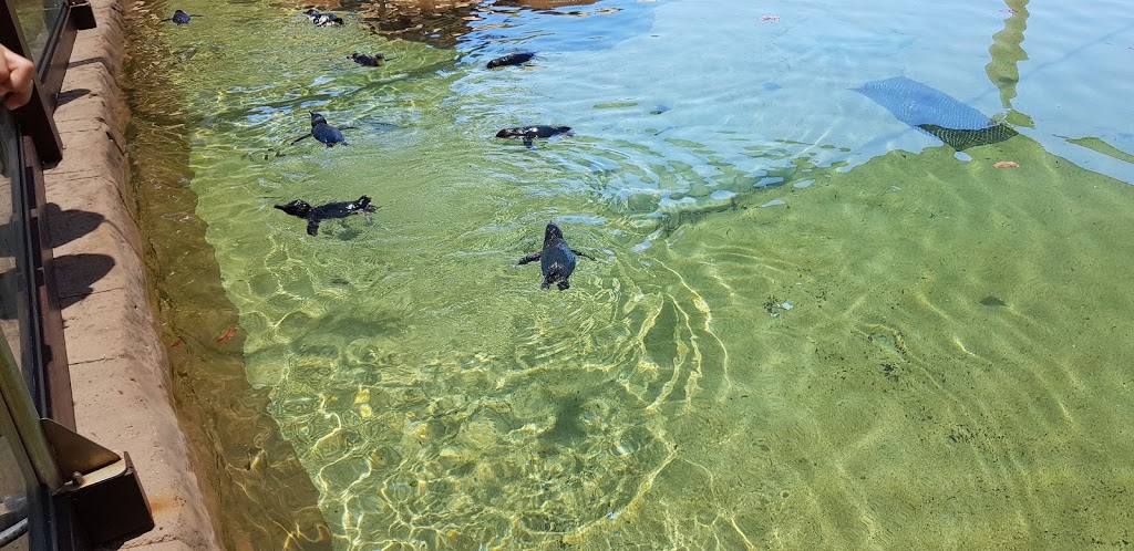 Penguin Encounter | tourist attraction | Main Beach QLD 4217, Australia | 133386 OR +61 133386