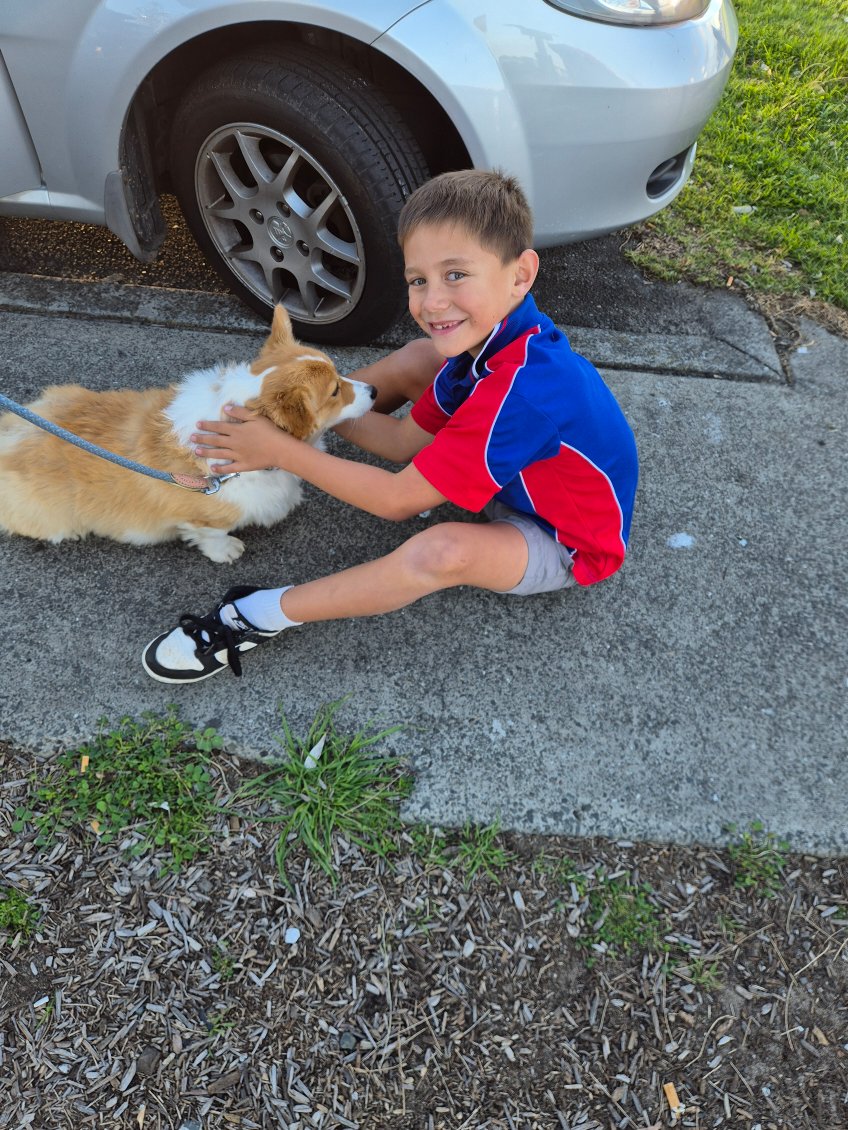 Sues Pet Transport | 8 Connaghan Ave, East Corrimal NSW 2518, Australia | Phone: 0456 813 583