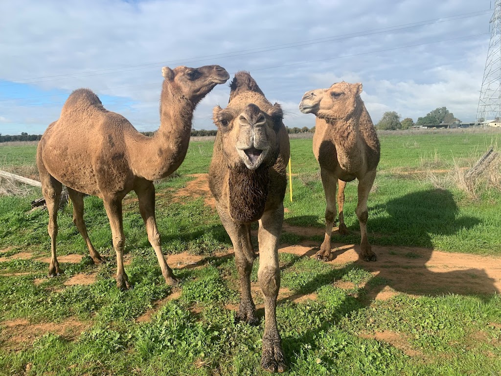 For the Love of Camels | park | 310 Minchin Rd, Ardmona VIC 3629, Australia | 0413391111 OR +61 413 391 111