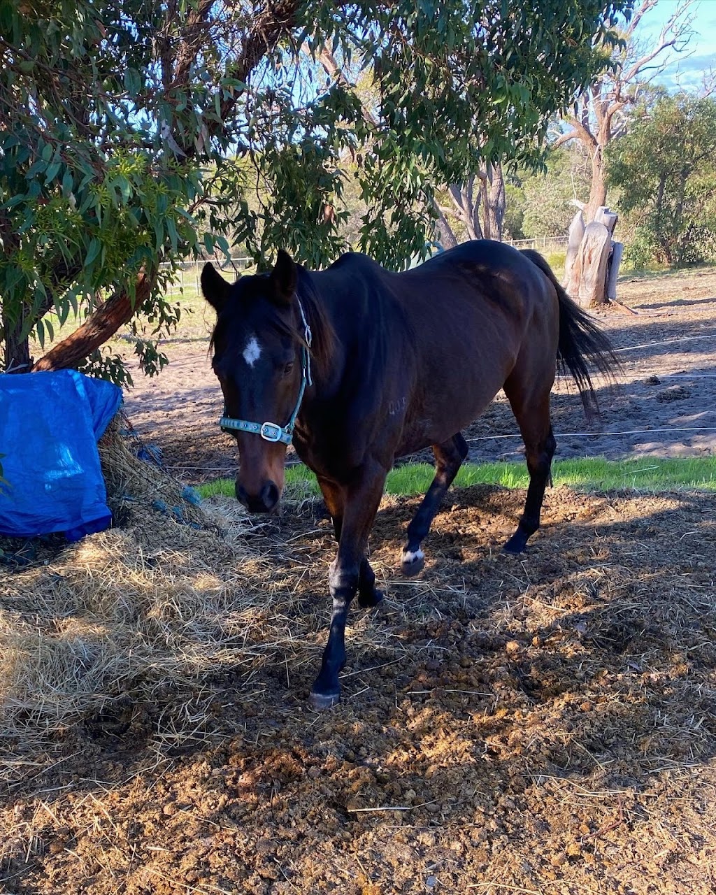 Happy Hooves Wanneroo | 643 Gnangara Rd, Lexia WA 6079, Australia | Phone: 0424 349 214