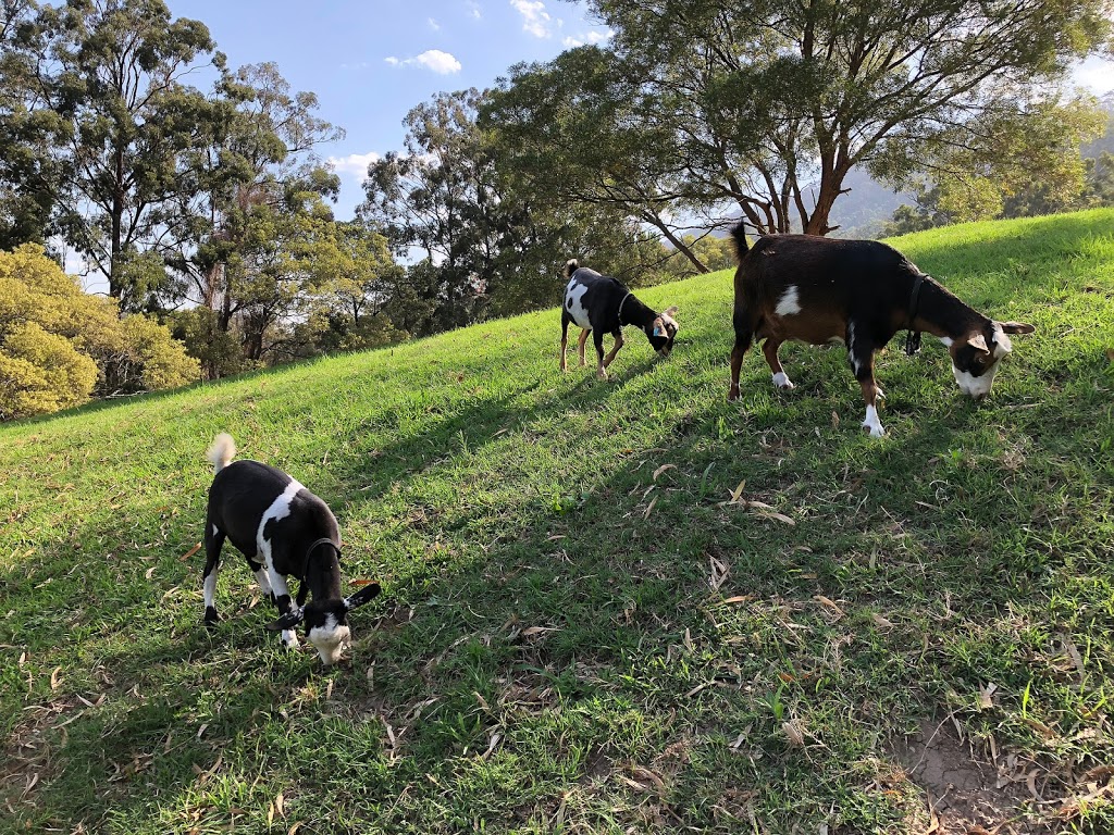 Springhill Farm Miniature Goats |  | Sheaffes Rd, Dombarton NSW 2530, Australia | 0427835426 OR +61 427 835 426