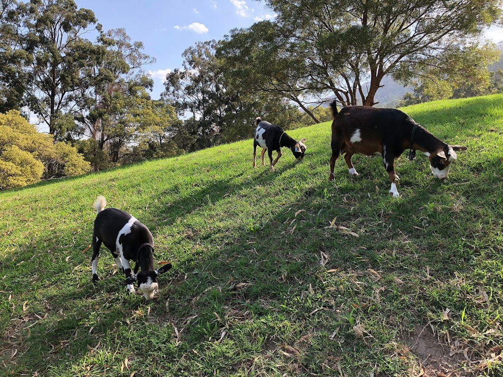 Springhill Farm Miniature Goats | Sheaffes Rd, Dombarton NSW 2530, Australia | Phone: 0427 835 426