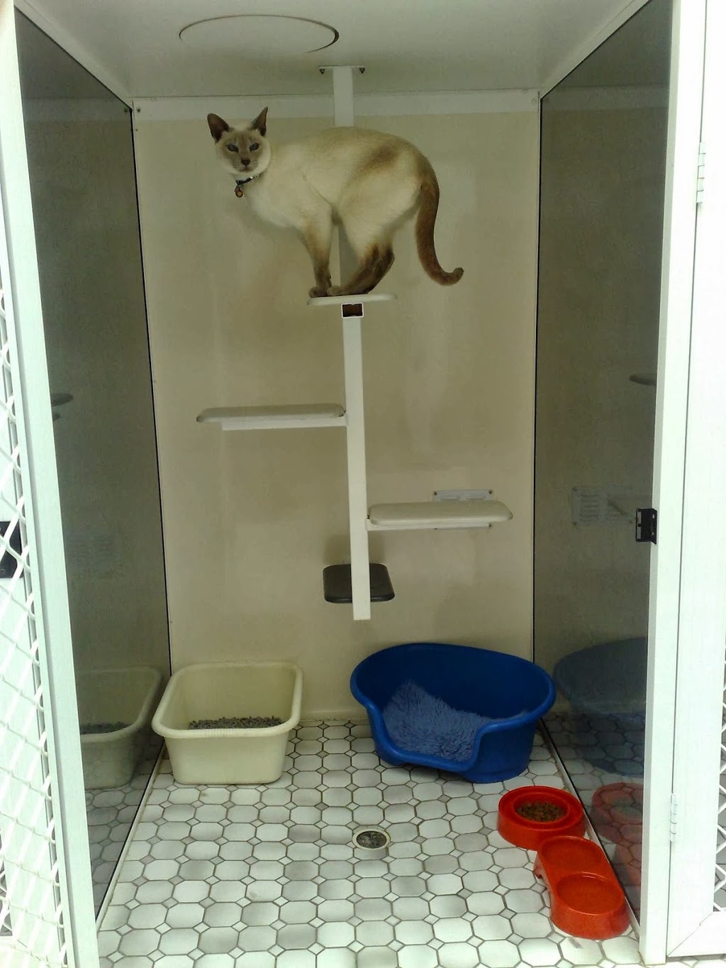 Catalina Cat Boarding | 5 Immarna Rd, Rathmines NSW 2283, Australia | Phone: (02) 4975 3203