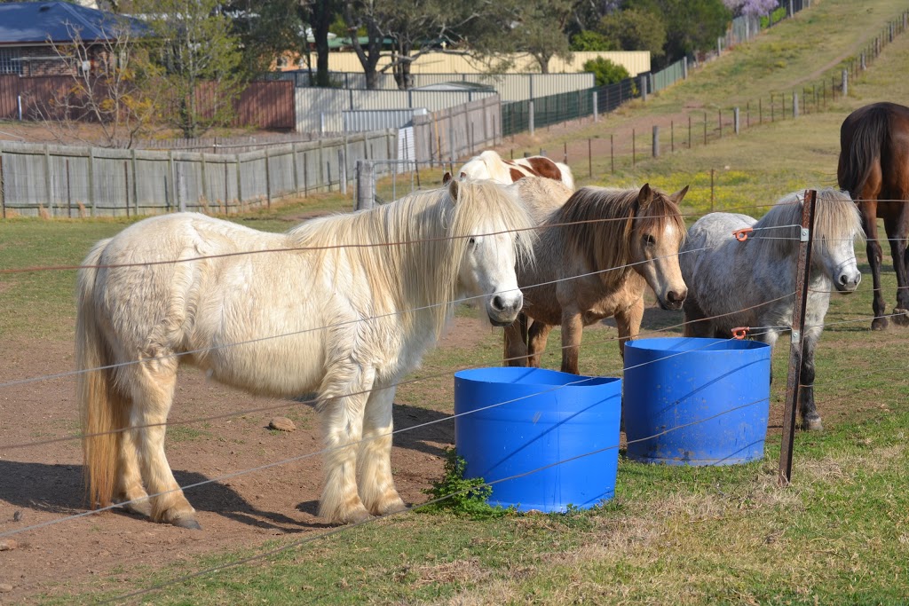 Horse Rescue Australia | 220 Crooked Ln, North Richmond NSW 2754, Australia | Phone: (02) 8250 1442