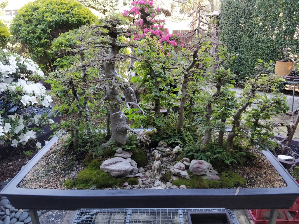 The bonsai man | store | 9 Whitby St, Keperra QLD 4054, Australia | 0449040600 OR +61 449 040 600