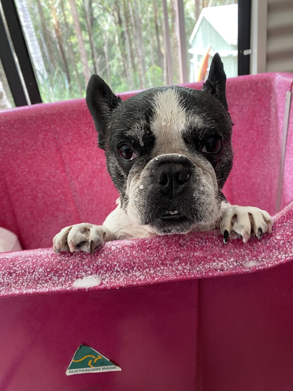 Camden Haven Dog Grooming | 23 Caringal Dr, Middle Brother NSW 2443, Australia | Phone: 0455 133 501