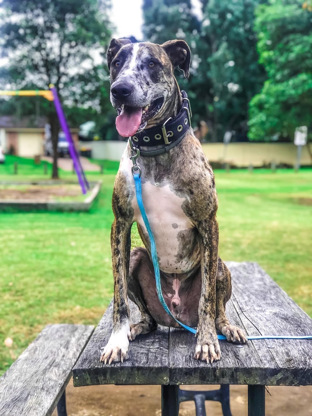 Rogue k9 Training | Yalwal Rd, West Nowra NSW 2541, Australia | Phone: 0424 784 906