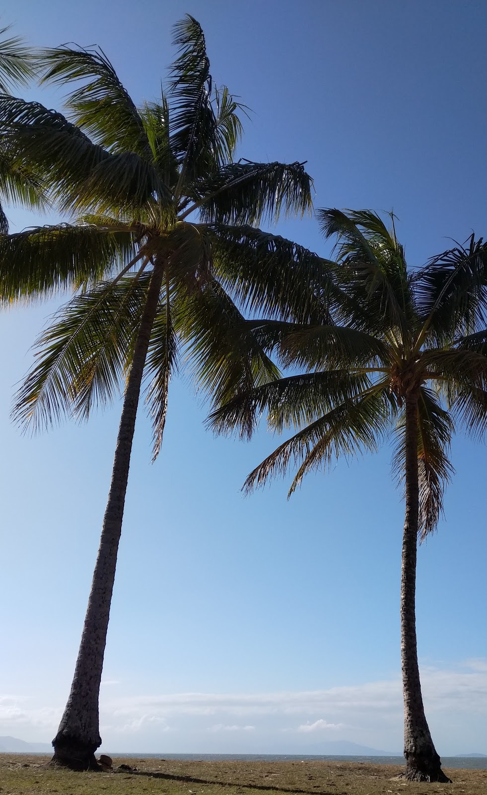 Shel’s Tree | park | Port Douglas QLD 4877, Australia