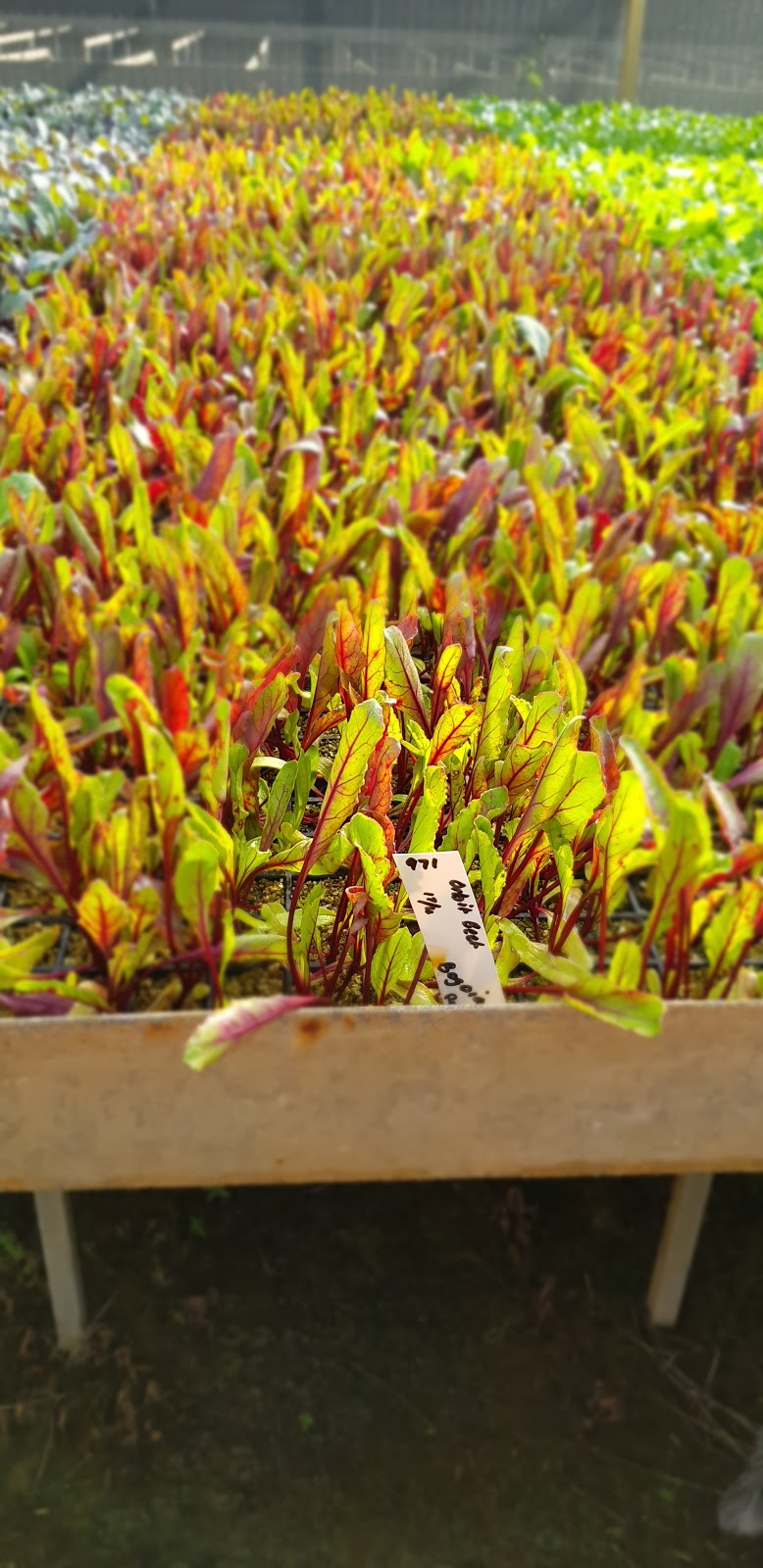 Planted Passion Plant Farm | Manjimup Seedling Nursery | store | 55 Springall St, Manjimup WA 6285, Australia | 0429599977 OR +61 429 599 977