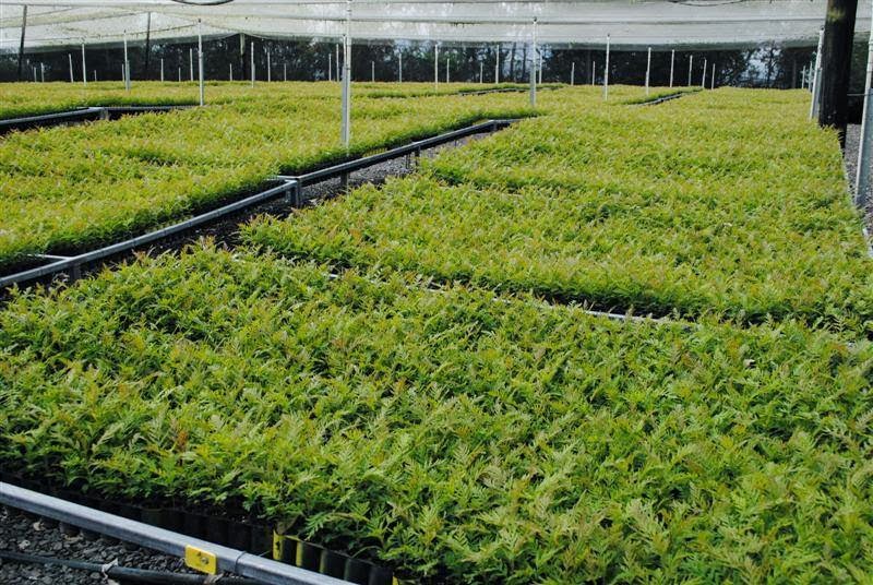 Eastern Forest Nursery | store | 848 Bruxner Hwy, South Gundurimba NSW 2480, Australia | 0266290353 OR +61 2 6629 0353