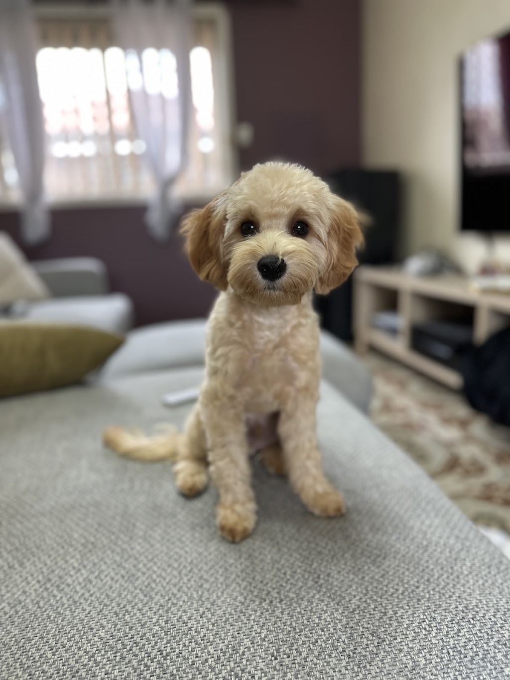 Happy Go Puppy - Grooming & More - Como | 6c Evans St, Como NSW 2226, Australia | Phone: 0410 108 501