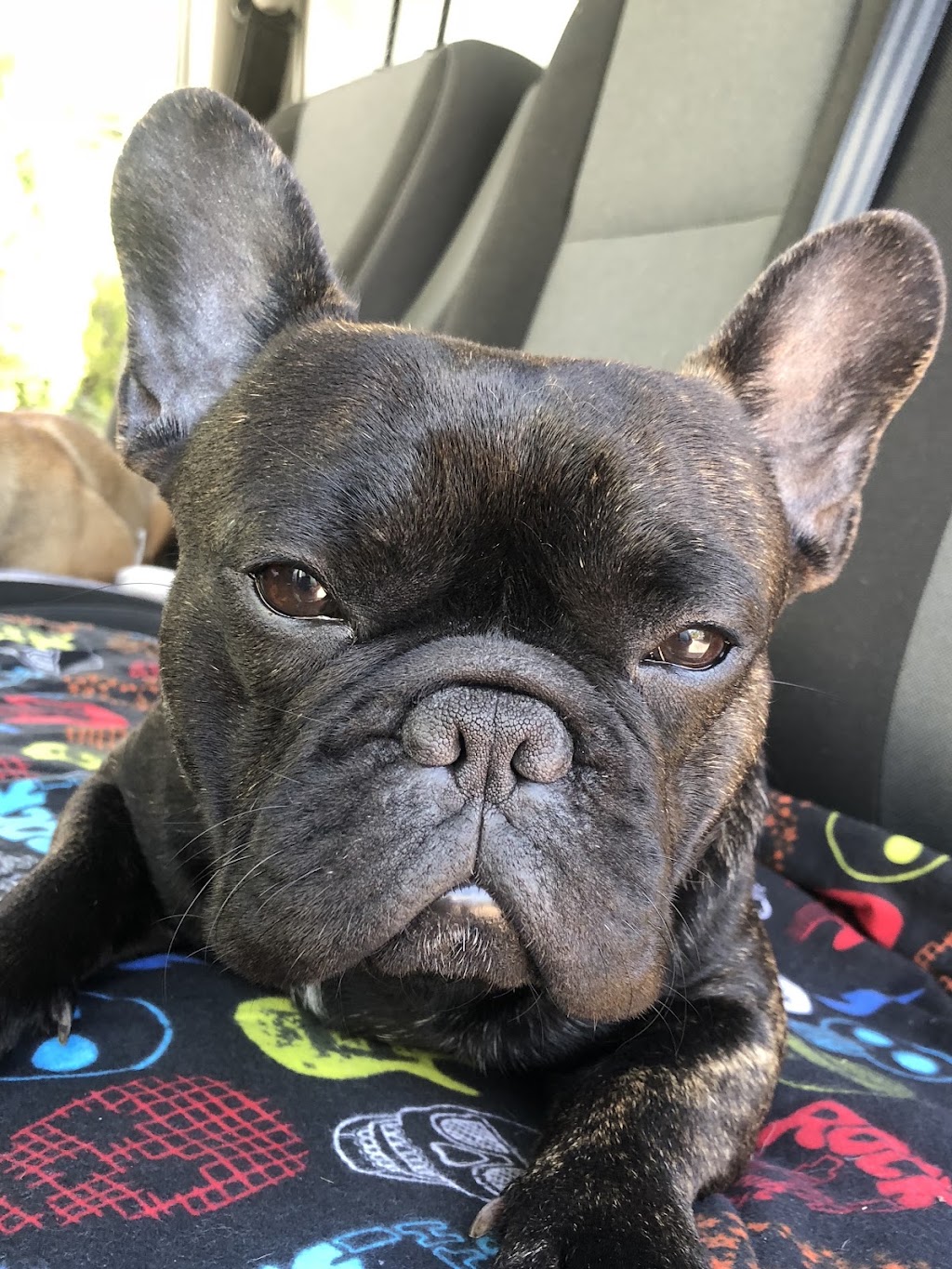 Paws and Claws Squeaking Point | 97 Shannon Dr, Port Sorell TAS 7307, Australia | Phone: 0409 920 867