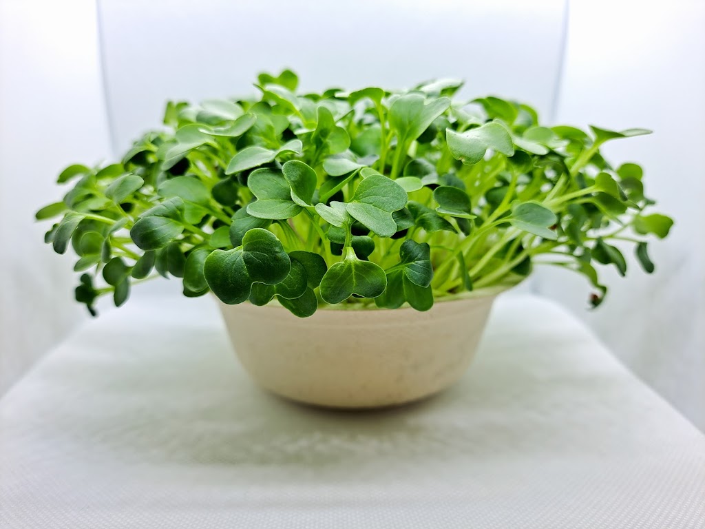 Renourish Microgreens & Sprouts | 99 Aquatic Dr, Cranbourne West VIC 3977, Australia | Phone: 0490 393 533