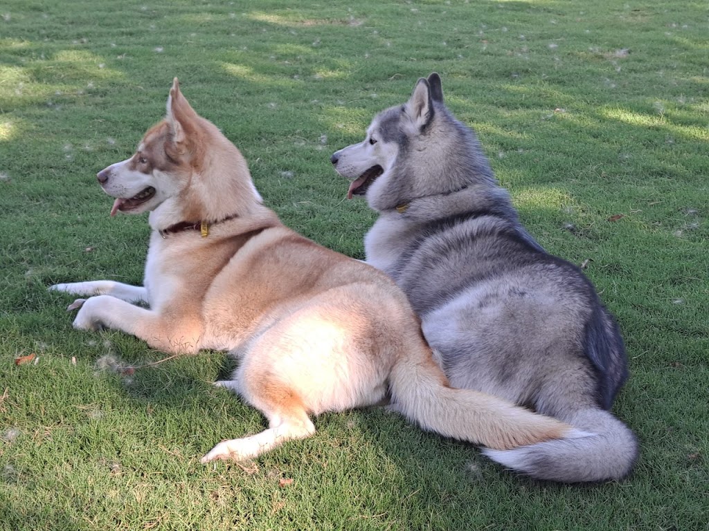 Husky Heaven Tabulam NSW | Bruxner Hwy, Tabulam NSW 2469, Australia | Phone: 0415 169 965
