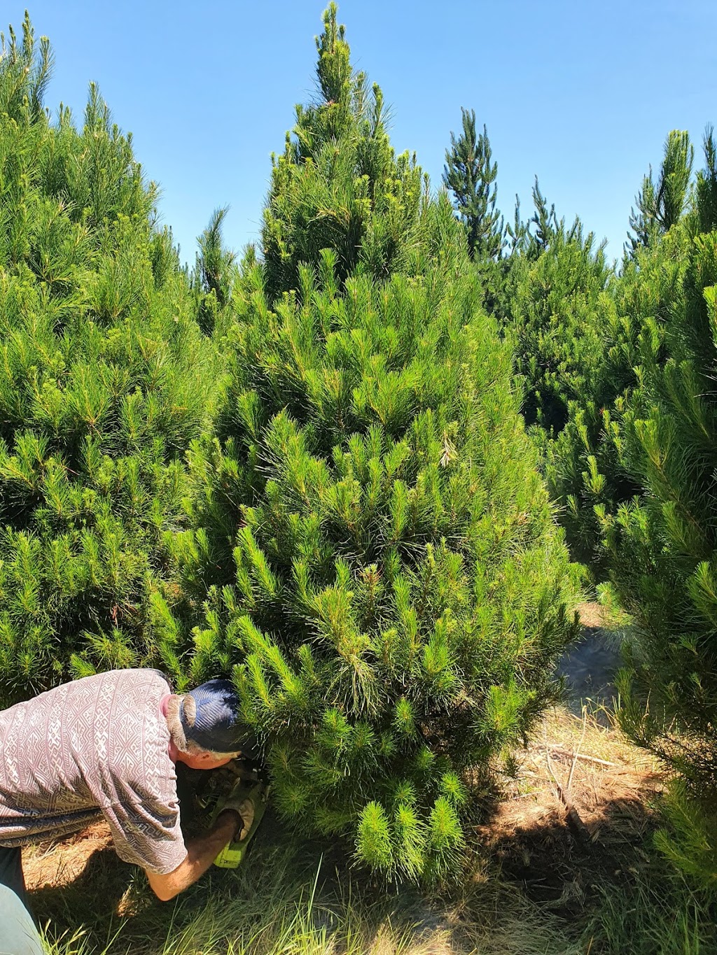 CHRISTMAS TREES MINERS REST |  | 330 Sunraysia Hwy, Miners Rest VIC 3352, Australia | 0412607419 OR +61 412 607 419