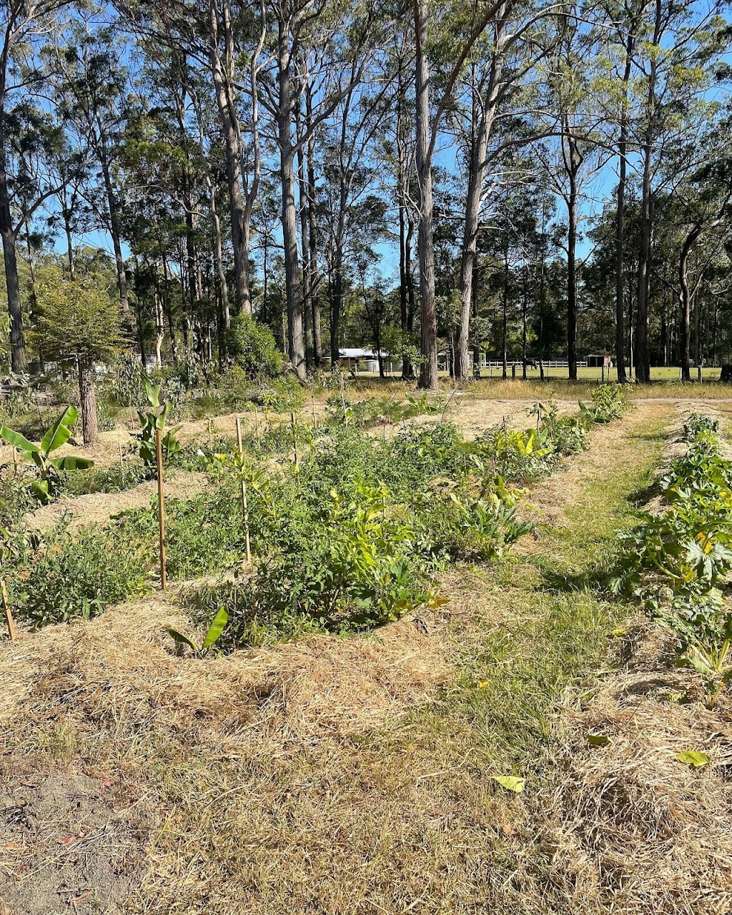 Chaffin Creek Farm | 233 Firth Heinz Rd, Pillar Valley NSW 2462, Australia | Phone: 0423 325 281