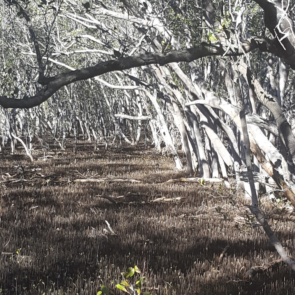 Rainforest Walk To Riverside Park | Kooragang NSW 2304, Australia