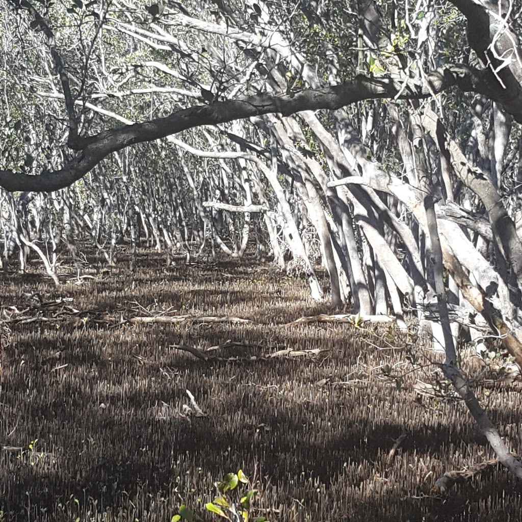 Rainforest Walk To Riverside Park | park | Kooragang NSW 2304, Australia